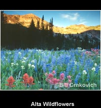 Alta Wildflowers