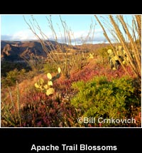 Apache Trail Blossoms