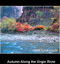 Autumn Along the Virgin River