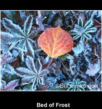 Bed of Frost