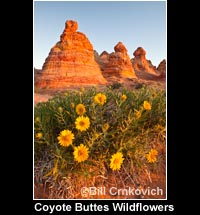 Coyote Buttes Wildflowers