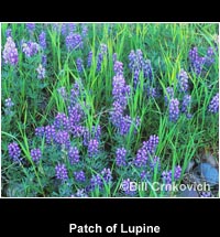 Patch of Lupine