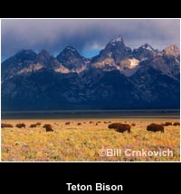 Teton Bison